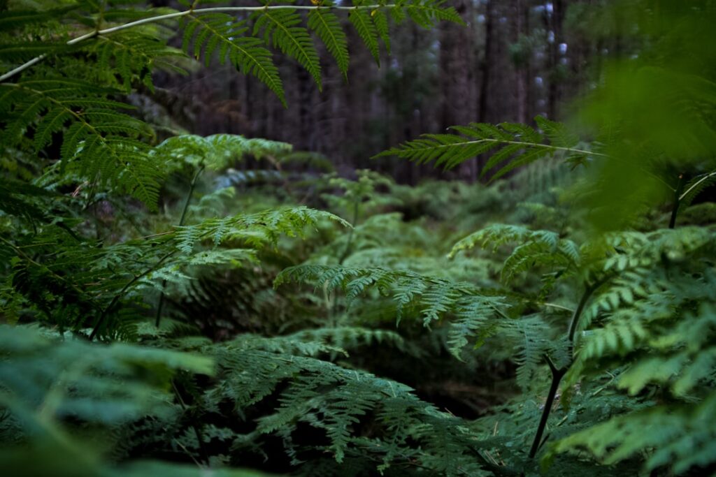 Photo Lush landscapes