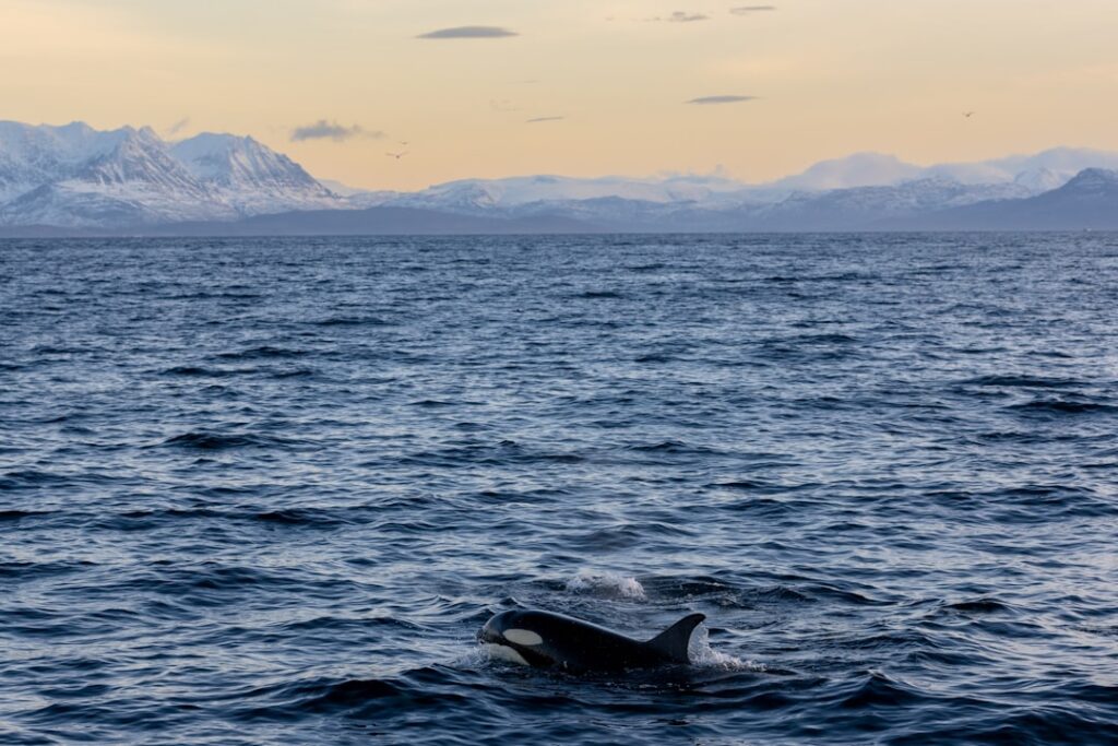 Photo Arctic landscape