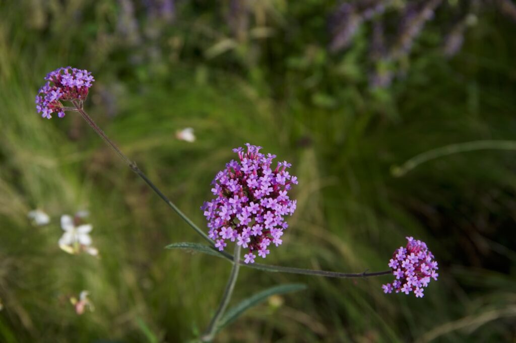 Photo Verbena plant