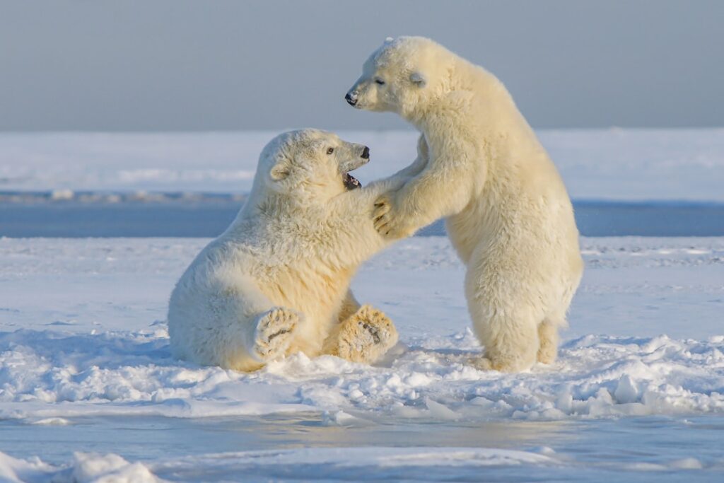 Photo Polar bear