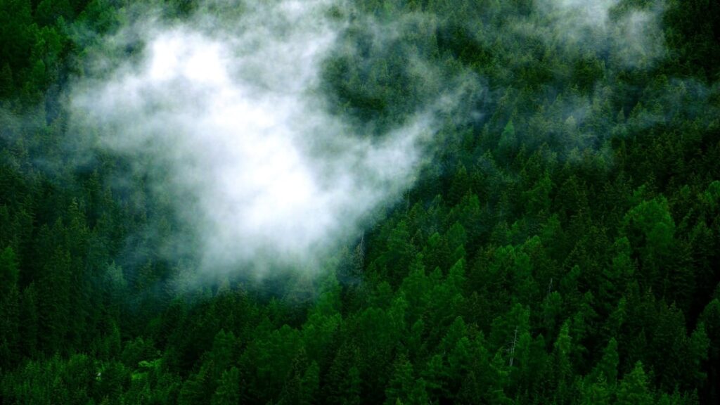 Photo Green forest