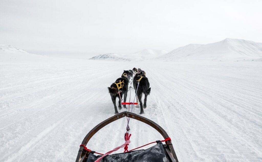 Photo Dog sledding