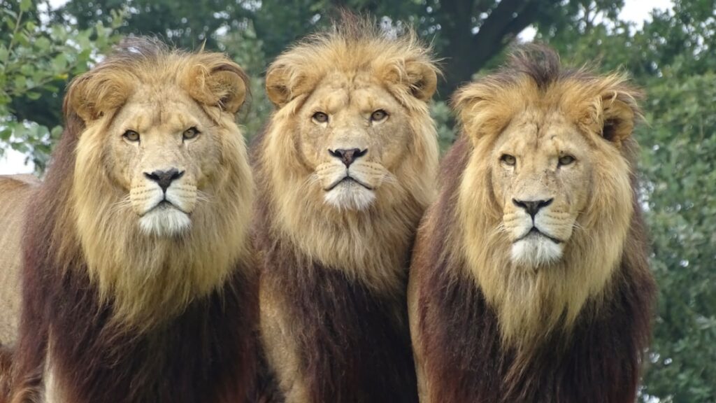 Photo Leadership Styles