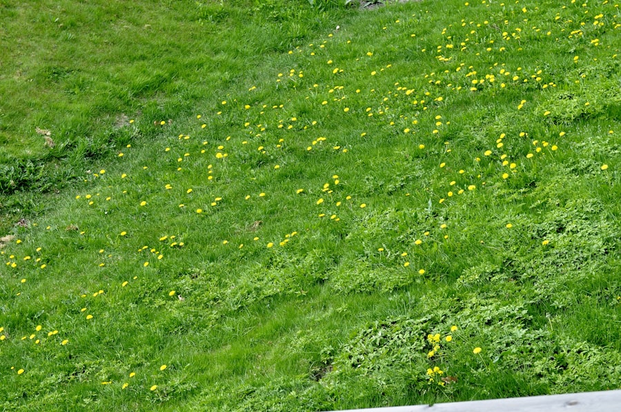 Oslo spring